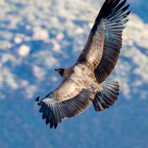 peruan-condor