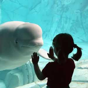 beluga-whale-cute-girl