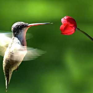 colibri